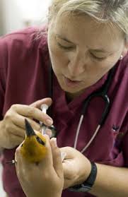 Guam's endangered birds are doing well