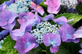 Hortensie „annabelle kräftig düngen annabelle ist eine sehr groß und buschig wachsende schneeballhortensie mit riesigen, auffallend cremeweißen blüten. Hortensien Hydrangea Gartencenter Zulauf Pflanzen Kaufen