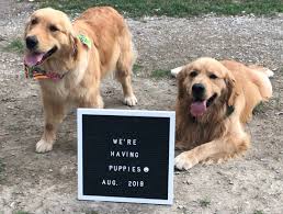 New Beginnings Glenannon Station Golden Retrievers