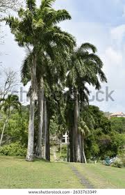 Image result for Roystonea oleracea