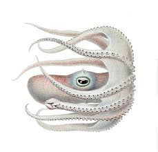 File Bathypolypus Valdiviae3 Jpg Wikimedia Commons Illustrasjon
