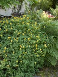 You'll love the lacy foliage, too; Stauden Stade Versand Shop Corydalis Lutea Gelber Lerchensporn Hier Bestellen