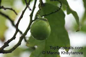 Image result for Solanum wrightii