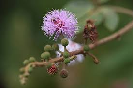 Image result for Mimosa pigra