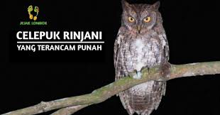 Burung celepuk jawa dewasa lebih banyak diam dan jarang terdengar. Celepuk Rinjani Dalam Bayang Kepunahan Akibat Degradasi Hutan