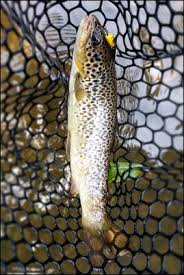 Nessun amante del pesce potrà resistere alla bontà di questa ricetta, tanto semplice da realizzare per preparare la trota al forno con patate, dobbiamo innanzitutto pulire adeguatamente il pesce. Spinning Alla Trota