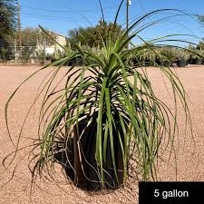 Image result for Beaucarnea recurvata