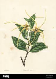 Image result for Strophanthus eminii