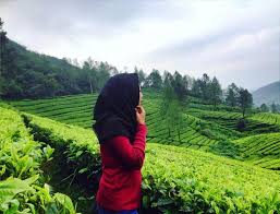 Mount puncak (gunung mas puncak) (à 1,2 km). Alamat Dan Harga Tiket Masuk Agrowisata Gunung Mas Puncak Cisarua