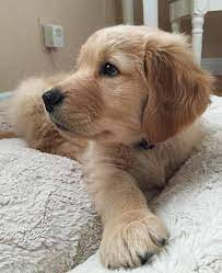 Our akc golden retriever puppies have excellent champion bloodlines! Golden Retriever For Sale Bay Area Golden Ratriever Puppies Facebook