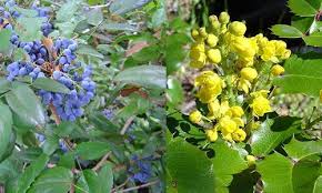 Fast shipping · explore amazon devices · deals of the day Mahonia Oregon Grape Oregon Grape Hummingbird Plants Plants
