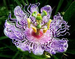Wild Passion Flower Ira Runyan Jpg 900 707 Pixels Unusual Flowers Passion Flower Amazing Flowers