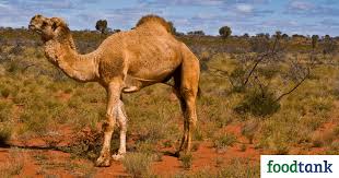 This cat can tell stories cheerfully. Camel Meat From The Australian Outback To The American Midwest Food Tank