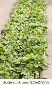 Image result for Viola abyssinica