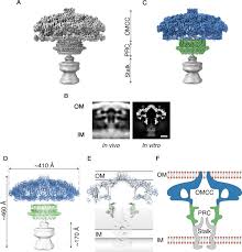 Efectul gastroprotector al mierii de manuka împotriva ulcerelor gastrice induse de etanol. Structure Of The Helicobacter Pylori Cag Type Iv Secretion System Elife
