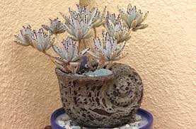 Types Of Kalanchoes Details Photos Labelled Varieties Debra Lee Baldwin Succulent Expert In 2020 Succulents Colorful Succulents Kalanchoe Blossfeldiana