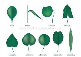 Shapes Of Simple Leaves Leaf Shape Can Be Very Helpful In Narrowing Down Identification Of An Unknown Species Of Tree Plant Leaves Plants Leaves