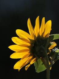 Download this wallpaper earth/sunflower (640x1136) for all your phones and tablets. Sunflower Old Mobile Cell Phone Smartphone Wallpapers Hd Desktop Backgrounds 240x320 Date Images And Pictures