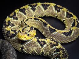 Image result for Pycreus sulcinux