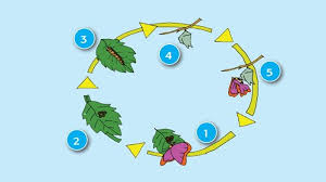 Metamorfosis belalang hanya melalui 3 fase, yaitu fase telur, fase nimfa, dan fase imago. Metamorfosis Sempurna Dan Tidak Sempurna Lengkap Dengan Proses Serta Contohnya Tribunnews Com Mobile
