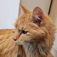 Available Pets At Nevada Humane Society Carson City In Carson City Nevada Humane Society Pets Carson City