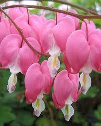 Bleeding Hearts Pinkest Pink Amazing Flowers Pretty Flowers Flowers