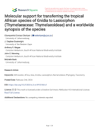 Image result for Gnidia chapmanii