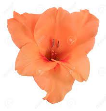Or, keep the delicate fragility, but add a level of elegan The Flower Bud Of Gladiolus Orange And Peach Color Isolated On White Background Stock Photo Picture And Royalty Free Image Image 67944729