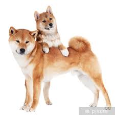 During the initial launch, 50% of the supply was allocated into vitalik buterin's ethereum wallet. Shiba Inu Dog With A Puppy Shower Curtain Pixers We Live To Change