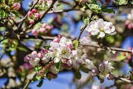 Pin On Applebtree