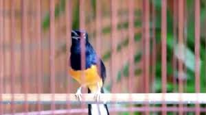 Birds Chirping In The Morning Mp3 Download Murai Batu Bird Singing Chirping 9 Bird Bird Species Beautiful Birds