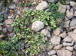 Image result for Guilleminea densa