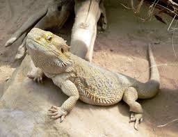 A bearded dragon can go for little as $25 or as high as $5000. Central Bearded Dragon Wikipedia
