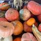 Farmer Mike’s 11th Annual Fall Fest event image