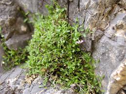 Image result for Polygala rivularis