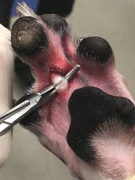 They have horrible bladder control and no matter what, it your dog is really difficult to walk. Corns The Greyhound Health Initiative