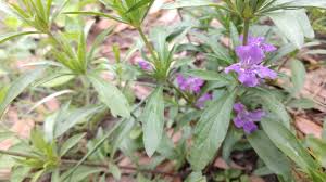 Image result for Dyschoriste transvaalensis