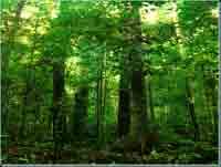 Hutan ini banyak berada di asia tenggara. Jenis Hutan Jabatan Perhutanan Semenanjung Malaysia