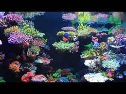 Video Of A Stunning Reef Aquarium Based On Exceptional Aquascaping And In Progress Videos By Korean Aquarist Yo Reef Aquarium Coral Aquarium Reef Aquascaping