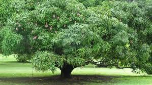 Thrives in full sun or part shade in wet soil where other small, dark, summer fruit attracts birds. Do Mango Trees Need A Lot Of Sunlight To Grow Quora