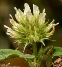 Image result for Trifolium squarrosum
