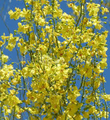 One of the most beautiful flowering trees, the african tulip is native to africa and reaches a height of up to 60 feet. Cercidium Floridum Palo Verde