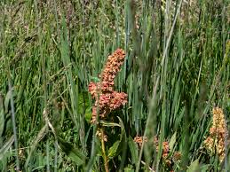 Image result for Rumex