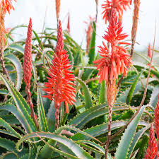 Image result for Aloe arborescens