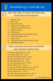 How to remember the cranial nerves. Acronym Mnemonics For Remembering 12 Cranial Nerves Studypk