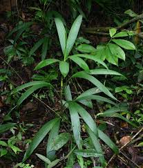 Image result for Congolanthus