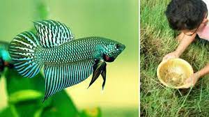 See more ideas about instagram feed, betta, betta fish. Catching Wild Betta Fish Online Shopping
