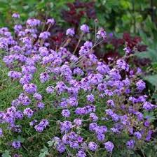 Image result for Nemesia lilacina