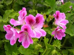 Pelargonium 'splendide' photo by donn c. Pelargonium Cucullatum Wilde Malva World Of Flowering Plants