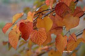 This is a weeping redbud, with arching branches reaching towards the ground. Signs Of Autumn